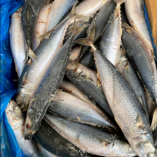 Suministro el mercado de pescado de caballa congelado Pacific 300-500G Mercado